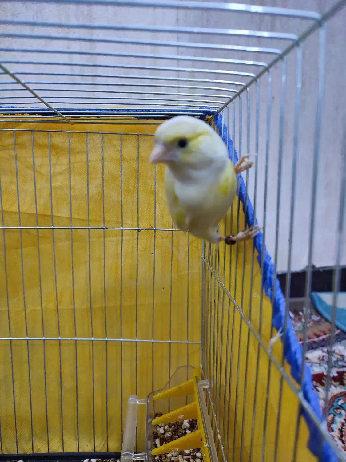 قناری نر ریزه خون با قفس|پرنده|اهواز, کوی مهدیس|دیوار