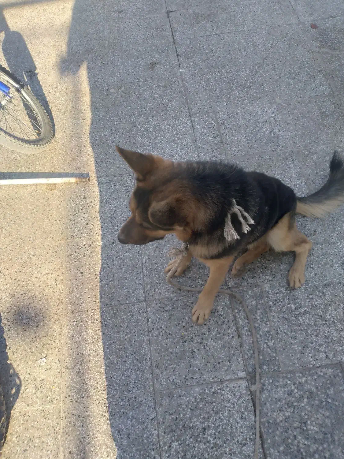 سگ نگهبان ژرمن|سگ|زرند, |دیوار