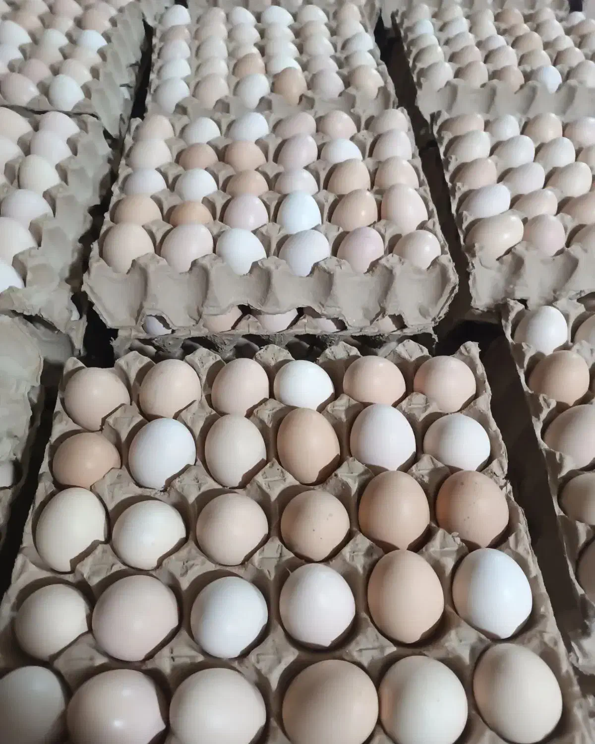 تخم مرغ محلی گلپایگان|خوردنی و آشامیدنی|اهواز, لشکرآباد|دیوار