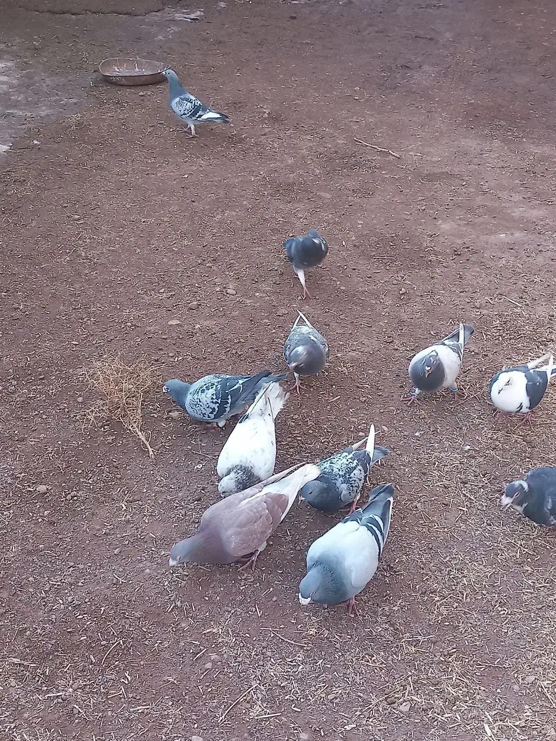 کبوتر|پرنده|میان جلگه, |دیوار