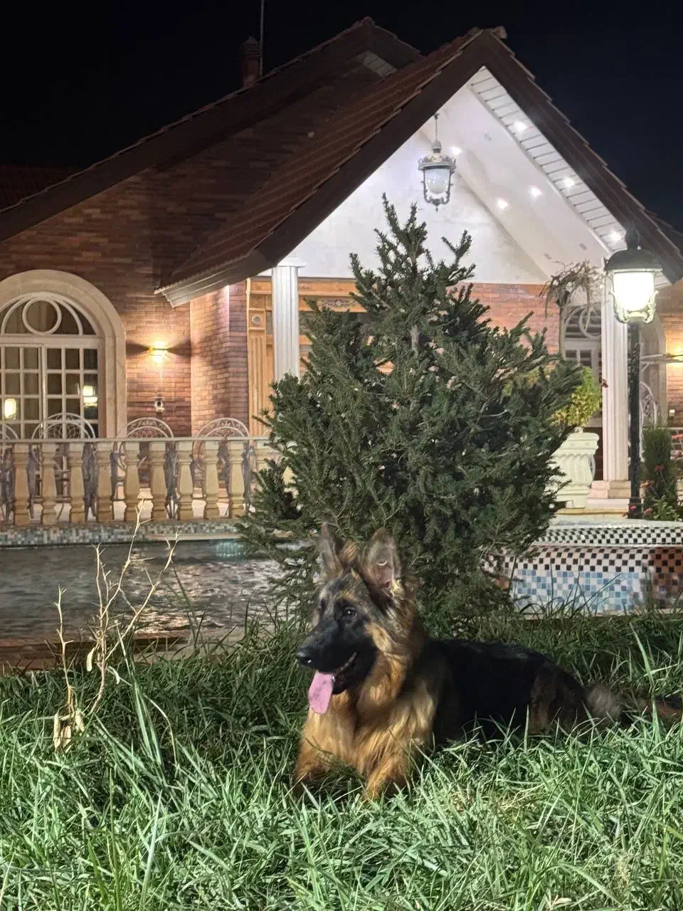 سگ ژرمن شپرد|سگ|هشتگرد, تهران دشت|دیوار