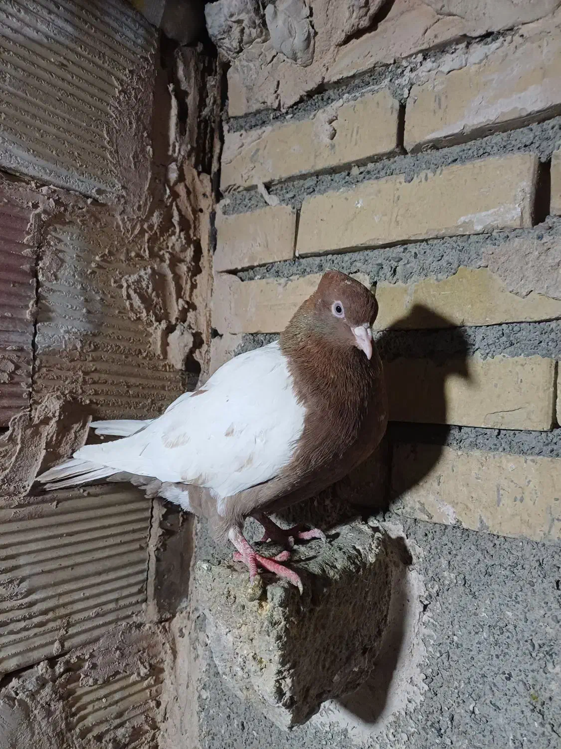 کبوتر|پرنده|مشهد, کلاته برفی|دیوار