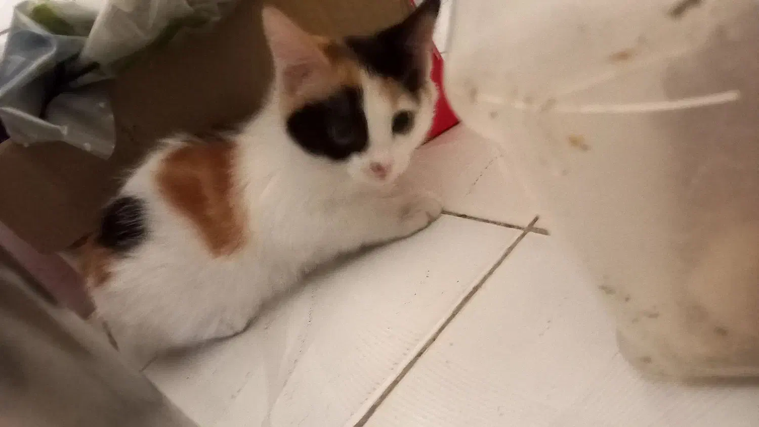 گربه ملوس بازی گوش و خیلی قشنگ ۴ ماهه|گربه|تهران, سبلان (لشگر)|دیوار