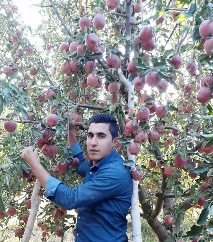 نهال فروشی جعفری|خدمات باغبانی و درختکاری|سردشت, |دیوار