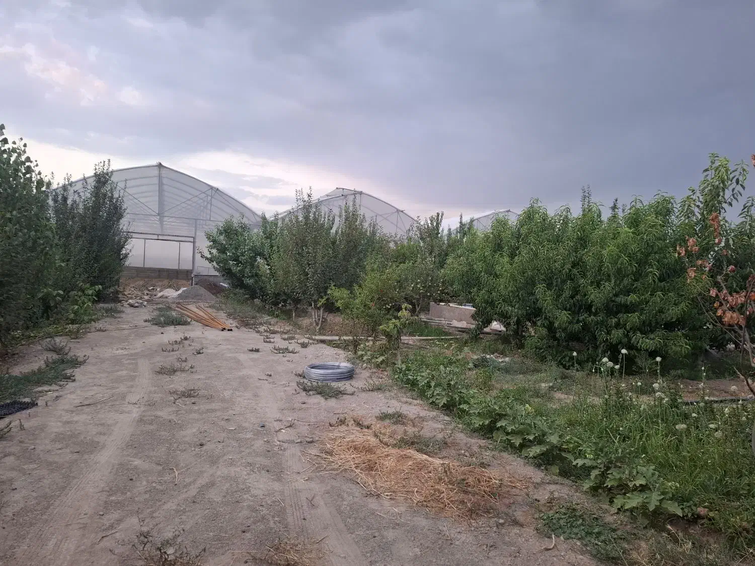 گلخانه به متراژ 15000 متراژ 2000متر درختان میوه|فروش دفتر صنعتی، کشاورزی، تجاری|هشتگرد, تهران دشت|دیوار