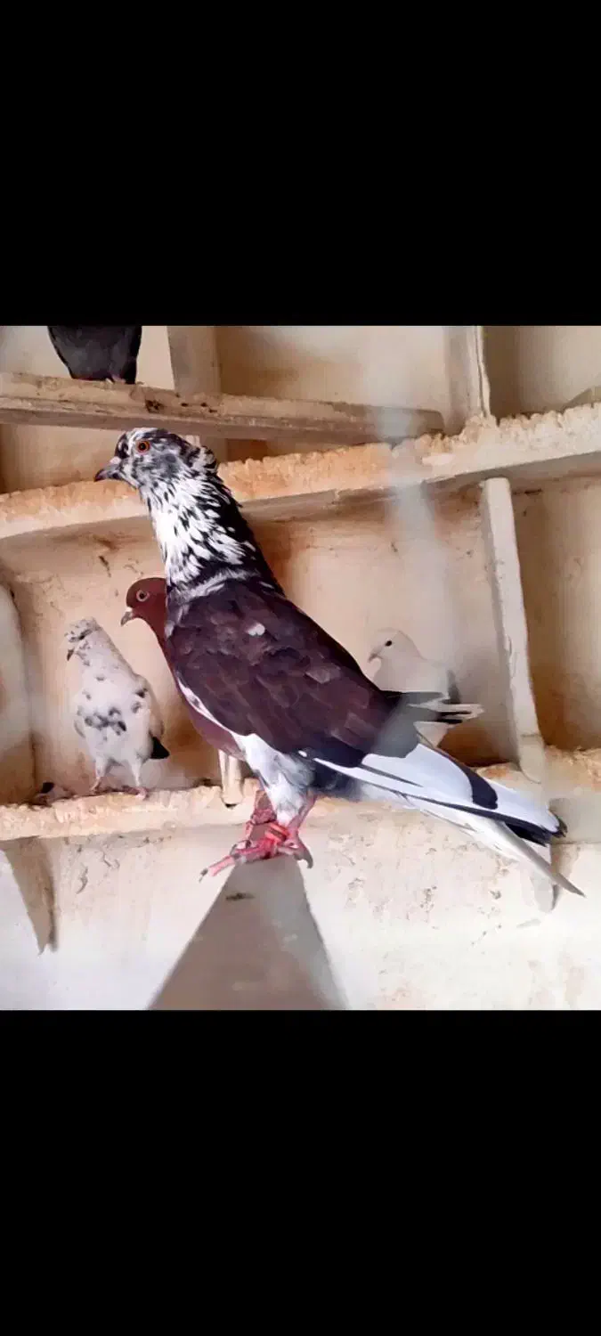 کفترکبوتر|پرنده|هشتگرد, هشتگرد قدیم|دیوار