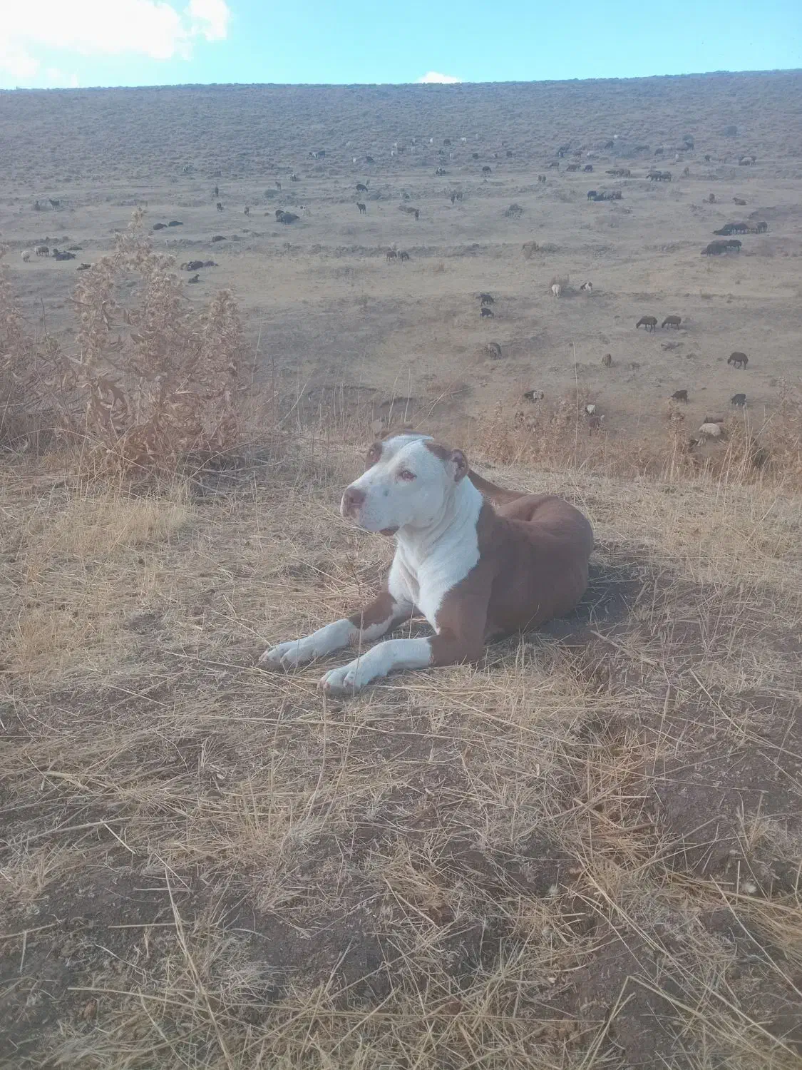 سگ بیت بول|سگ|سراب, |دیوار