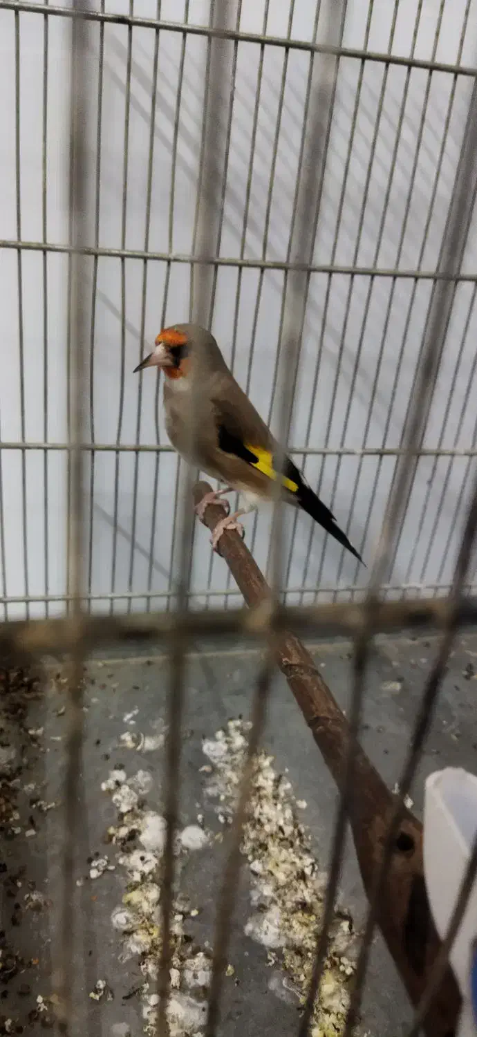 دورگ نر سهره|پرنده|اسلامشهر, شهرک قائمیه|دیوار