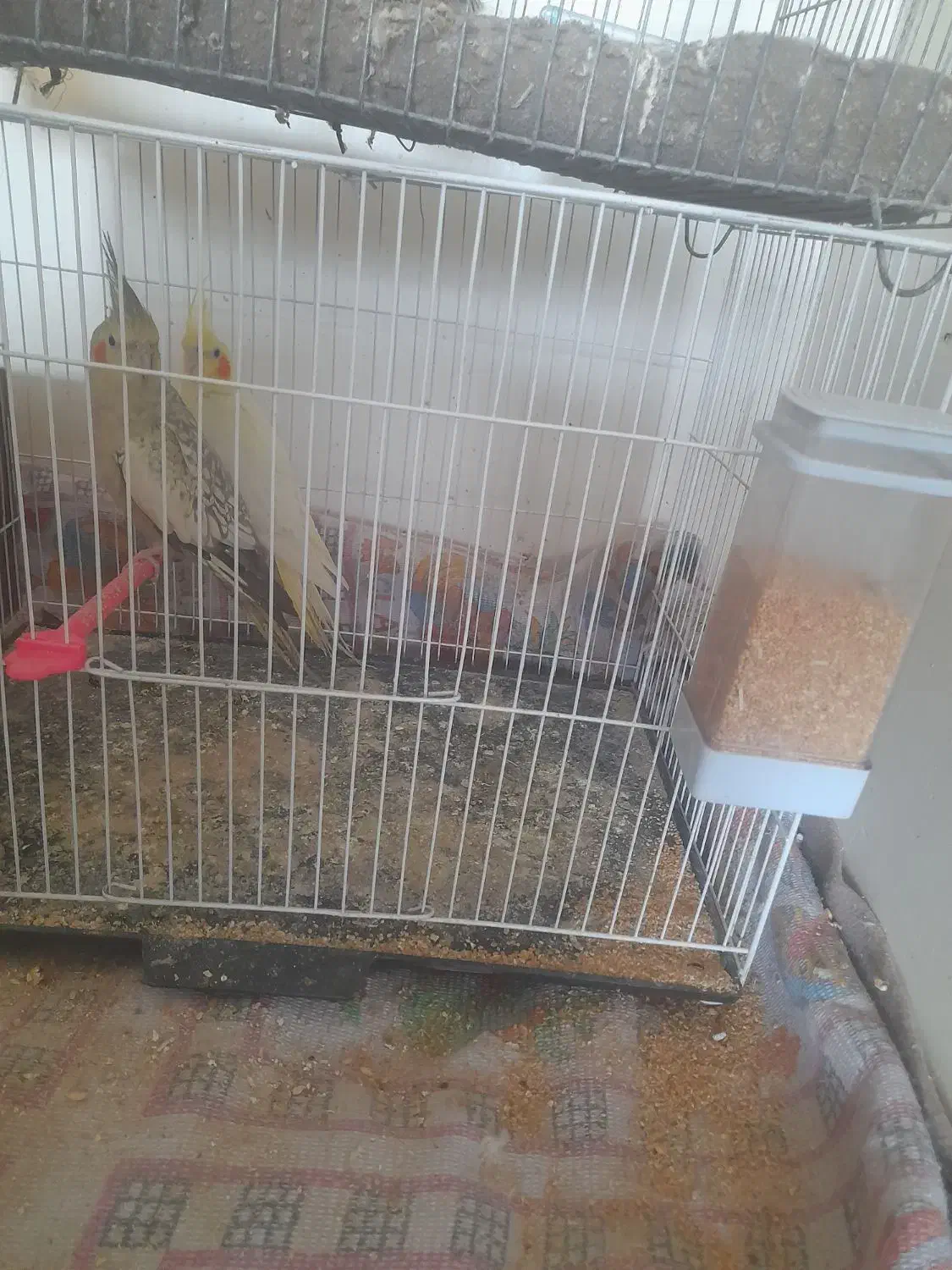 عروس هلندی تخم گذار|پرنده|زابل, |دیوار