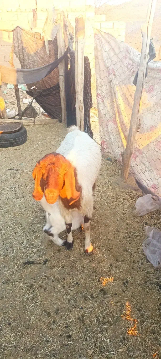 بز پاکستانی اصل با کهره|حیوانات مزرعه|هنزا, |دیوار