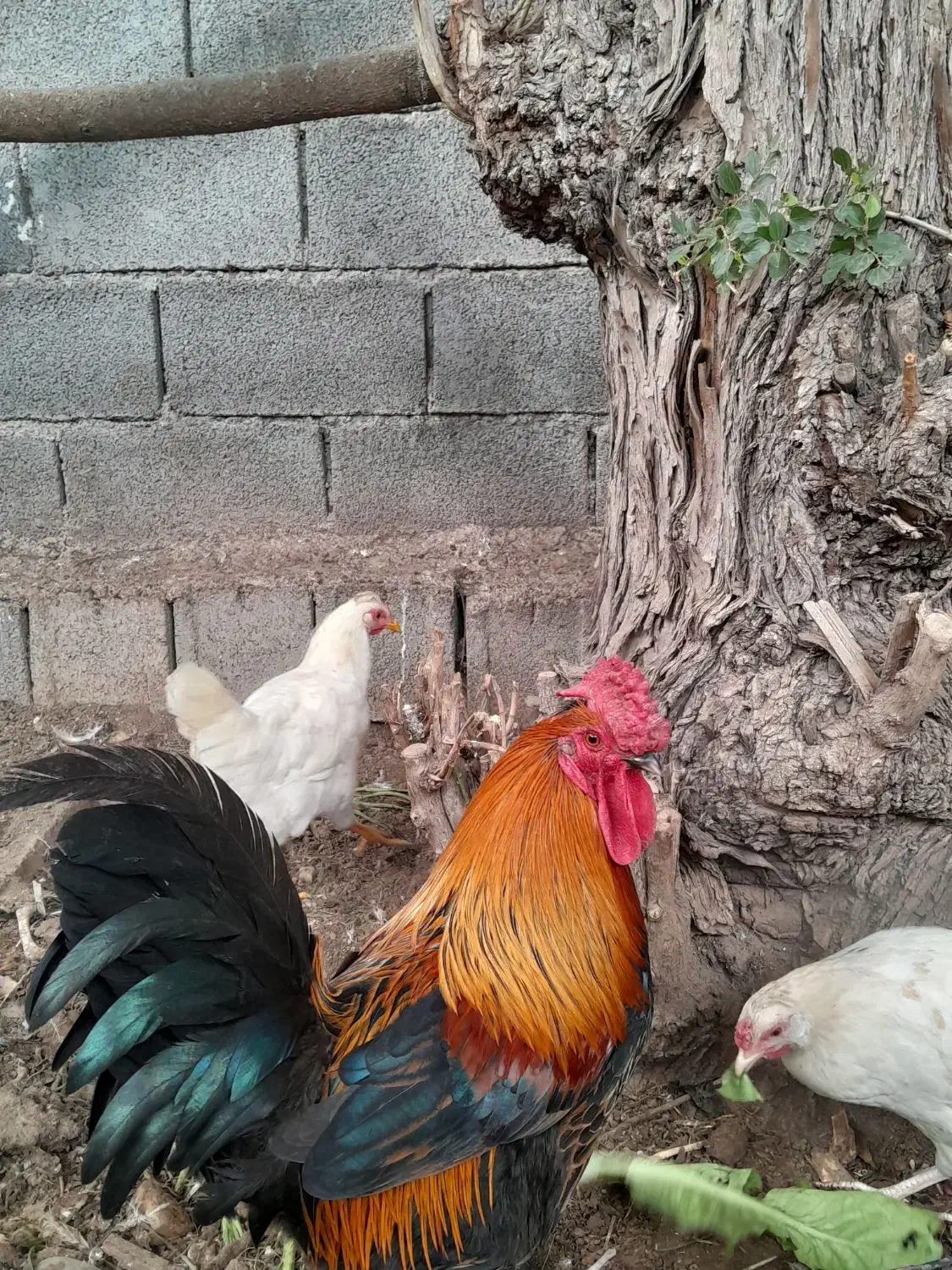 خروس|حیوانات مزرعه|دزفول, |دیوار