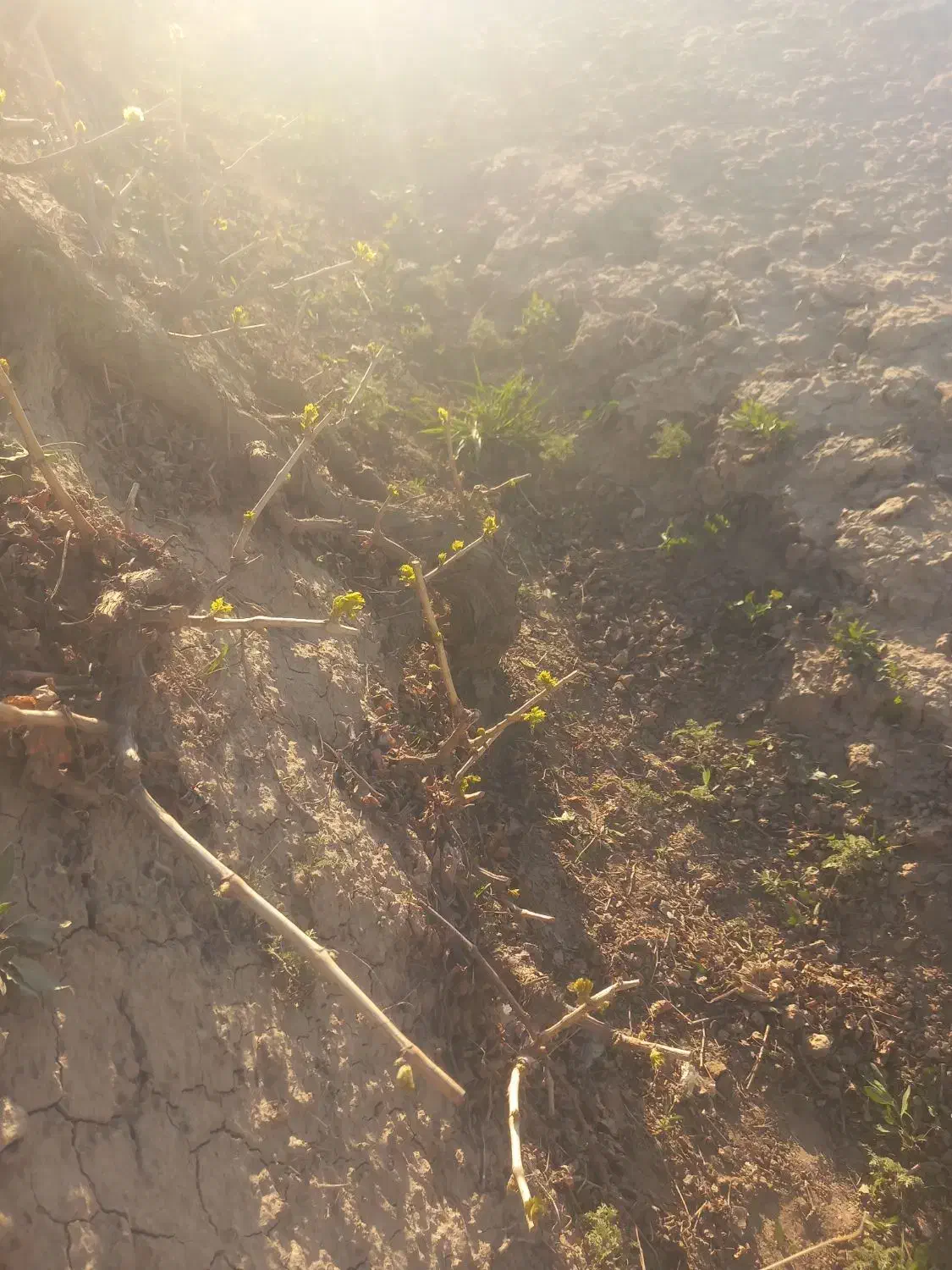 حرس کاری درخت انگور|خدمات باغبانی و درختکاری|میاندوآب, |دیوار