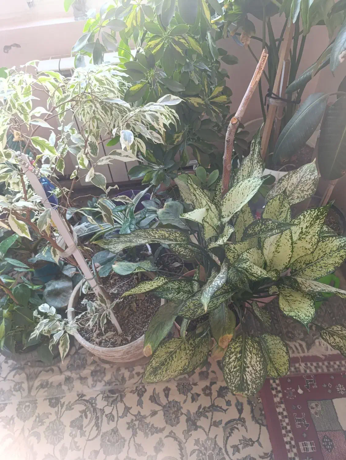 گل آپارتمانی|گل و گیاه طبیعی|پاکدشت, شهرک امام رضا|دیوار