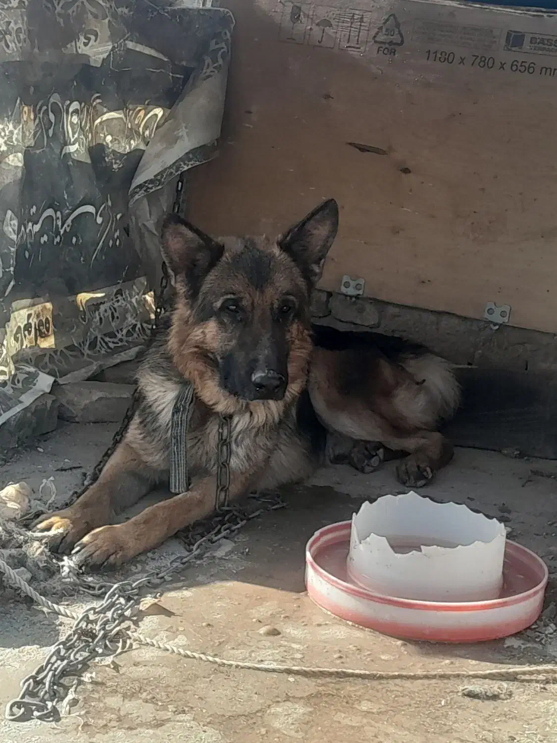 سگ ژرمن|سگ|یزد, |دیوار