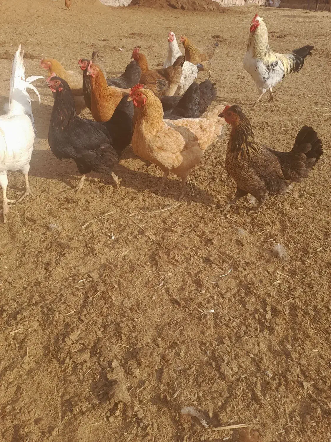 مرغ محلی|حیوانات مزرعه|میانه, |دیوار