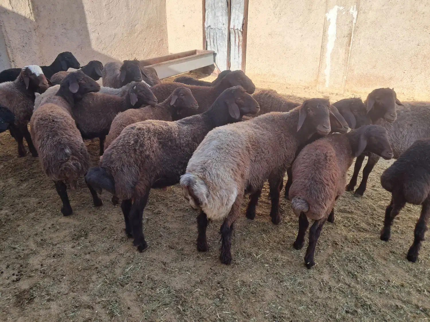 ۱۹راس بره نر افشار همو هترو|حیوانات مزرعه|مرودشت, تخت جمشید|دیوار