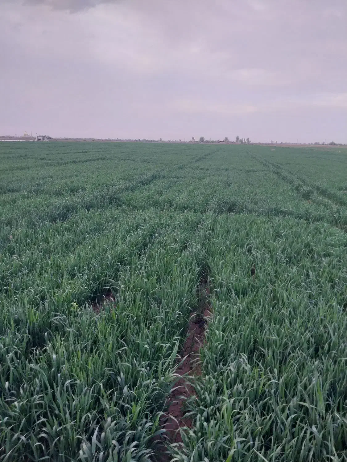 اجااره زمین کشاورزی|اجارهٔ دفتر صنعتی، کشاورزی، تجاری|اسفرورین, |دیوار