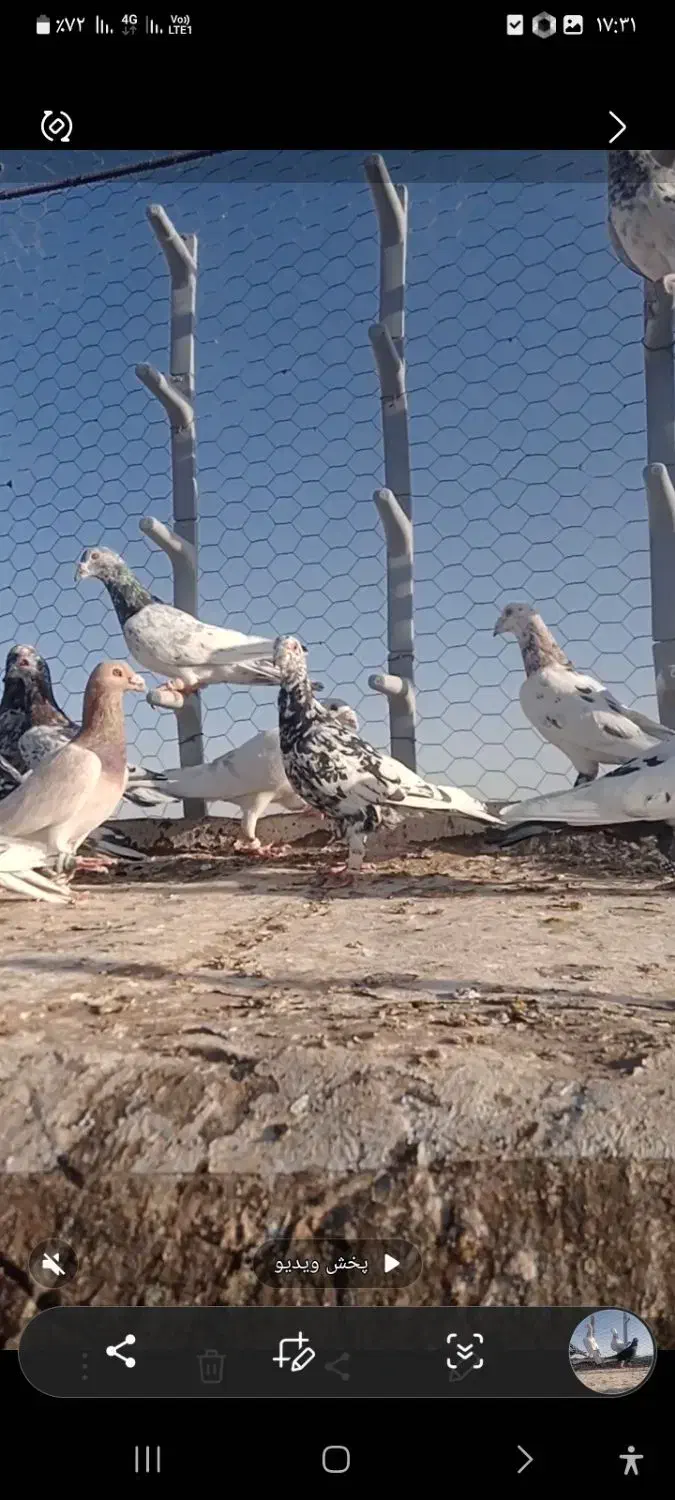 کبوترسرور|پرنده|نصر آباد, |دیوار