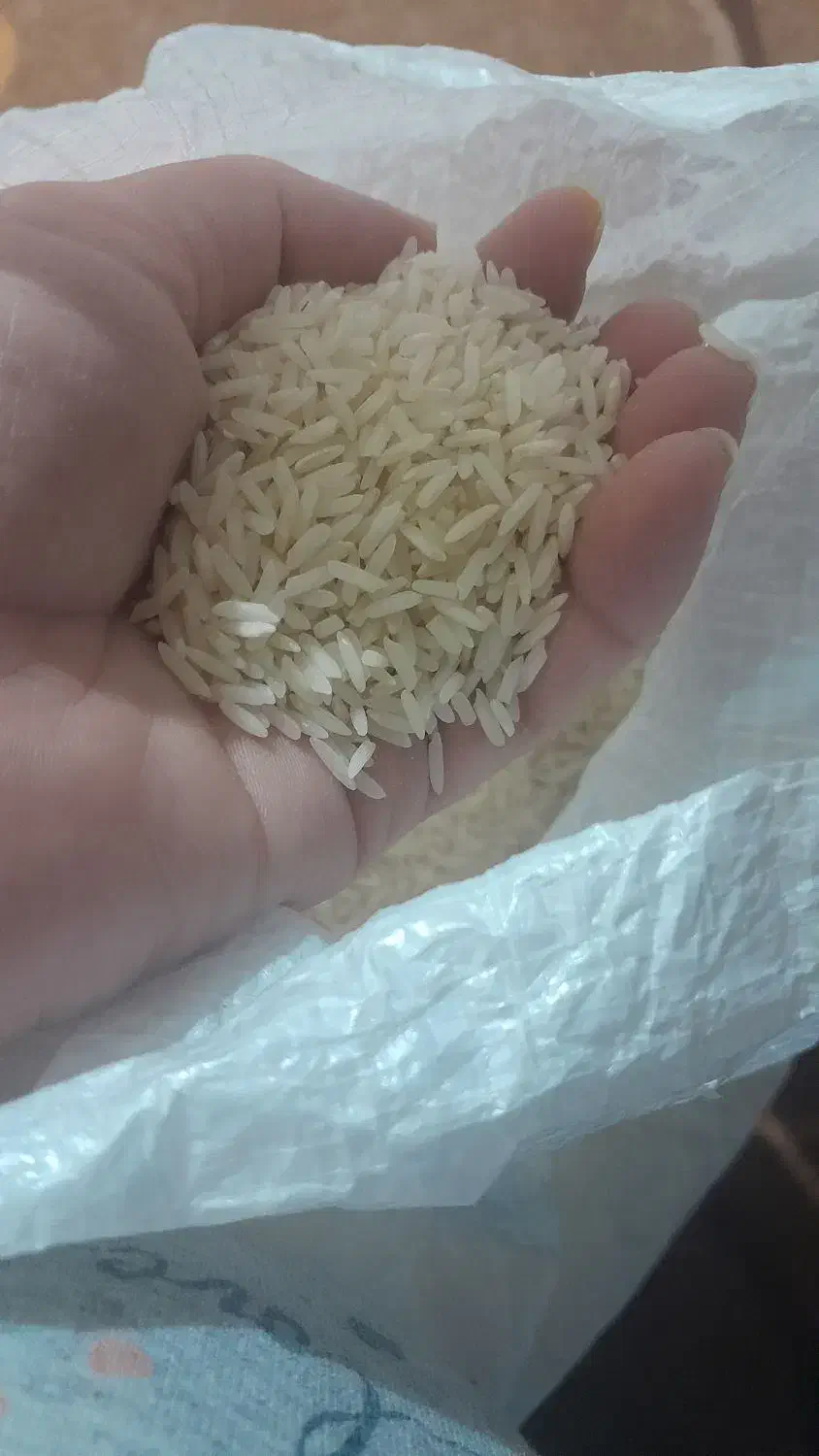 برنج طارم شیروان درجه یک|خوردنی و آشامیدنی|ایلام, |دیوار