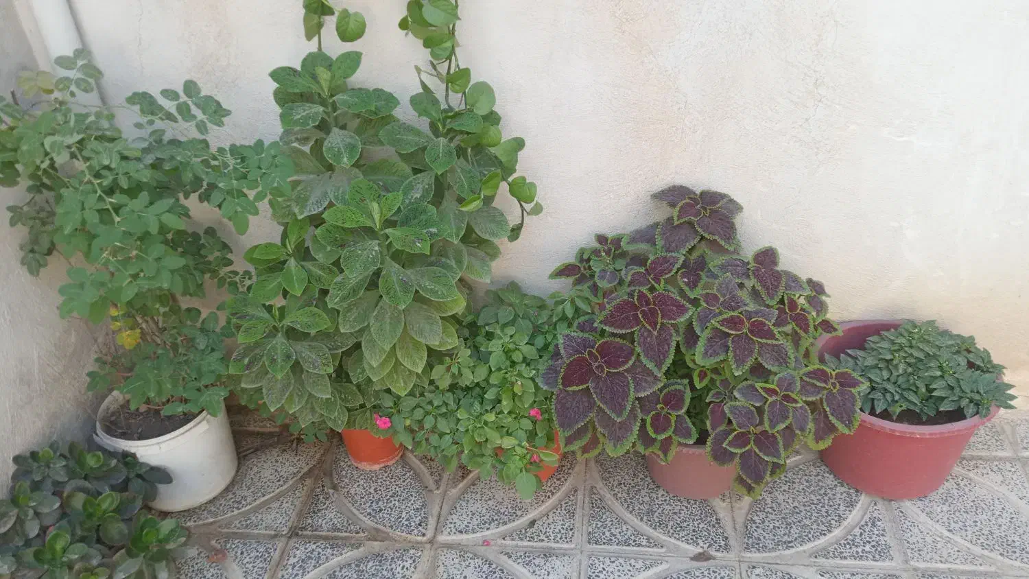 گل طبیعی|گل و گیاه طبیعی|کرمانشاه, |دیوار