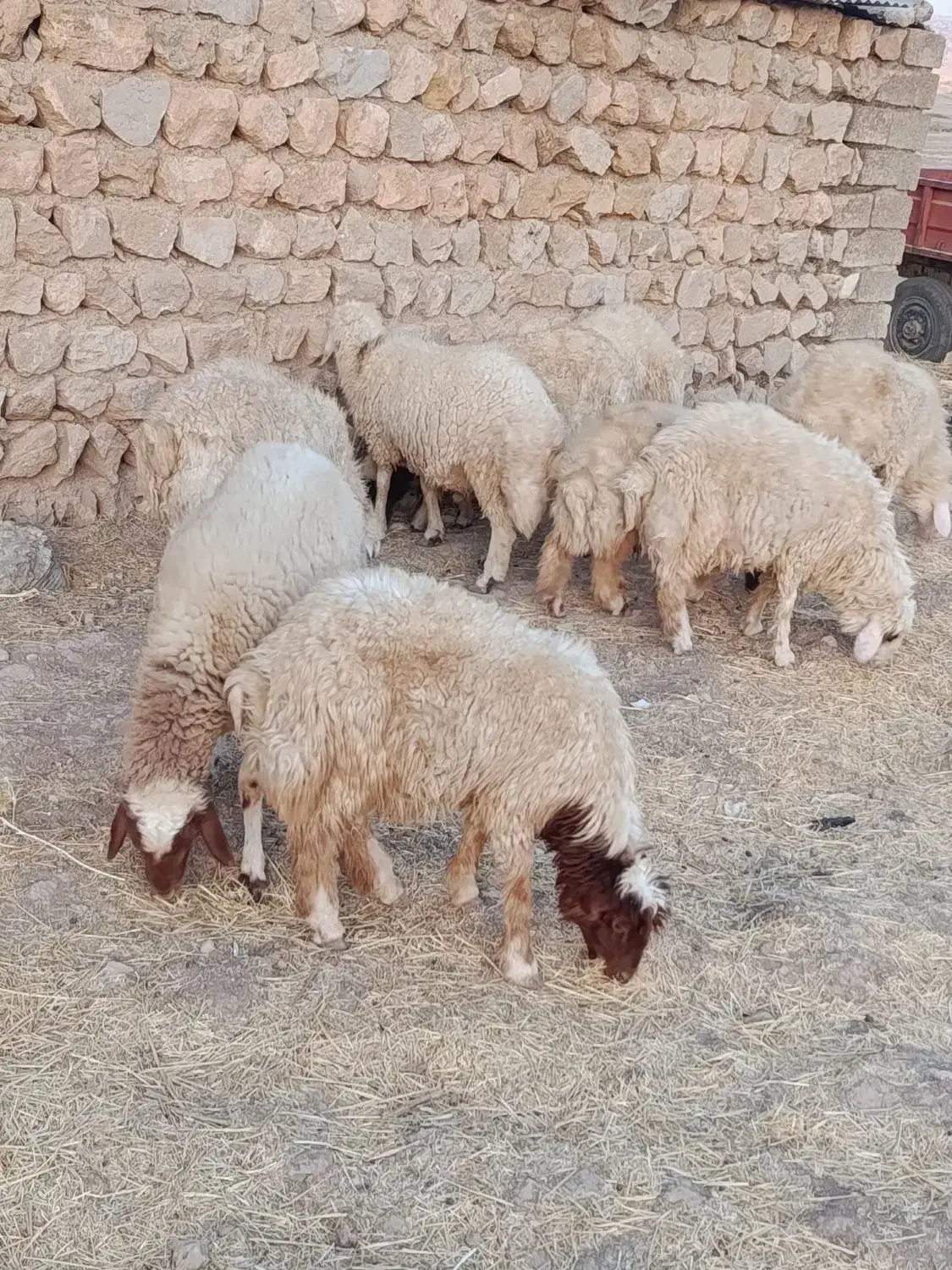 فروش   هشت عدد بره نر|حیوانات مزرعه|ایوان, |دیوار