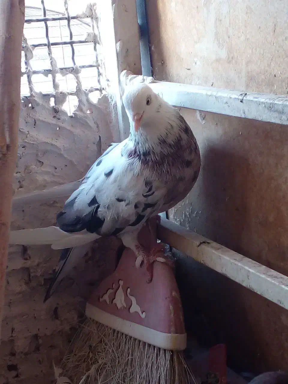 کفتر|پرنده|قم, کیوانفر|دیوار