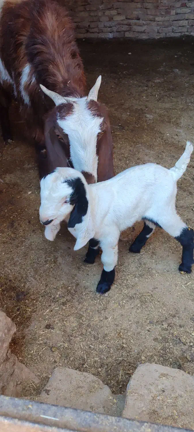 بزغاله شیری|حیوانات مزرعه|سده (خراسان جنوبی), |دیوار