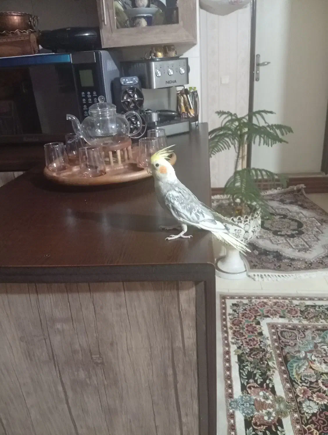 عروس هلندی|پرنده|رباط‌کریم, مسکن مهر آبشناسان|دیوار