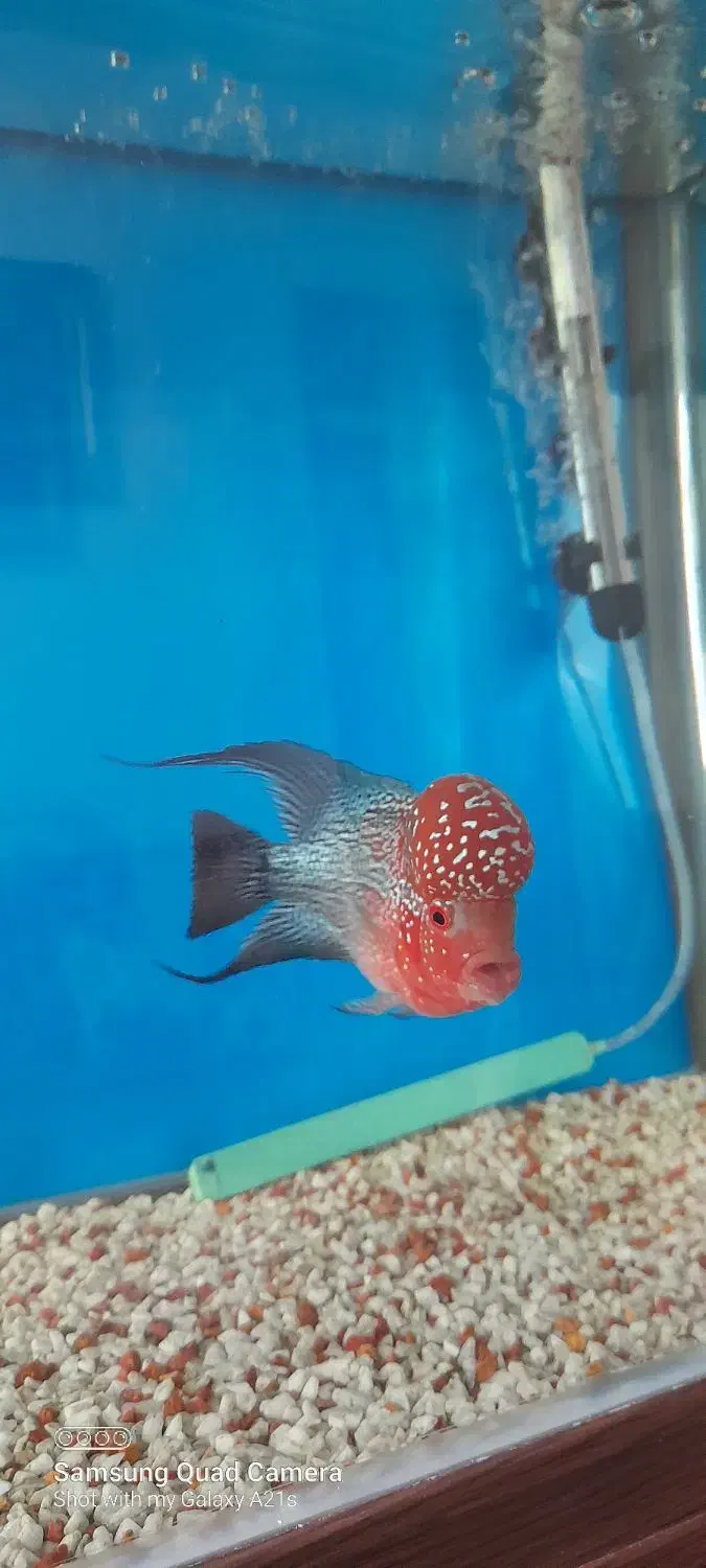 فلاور هورن تایلندی|ماهی|قزوین, |دیوار