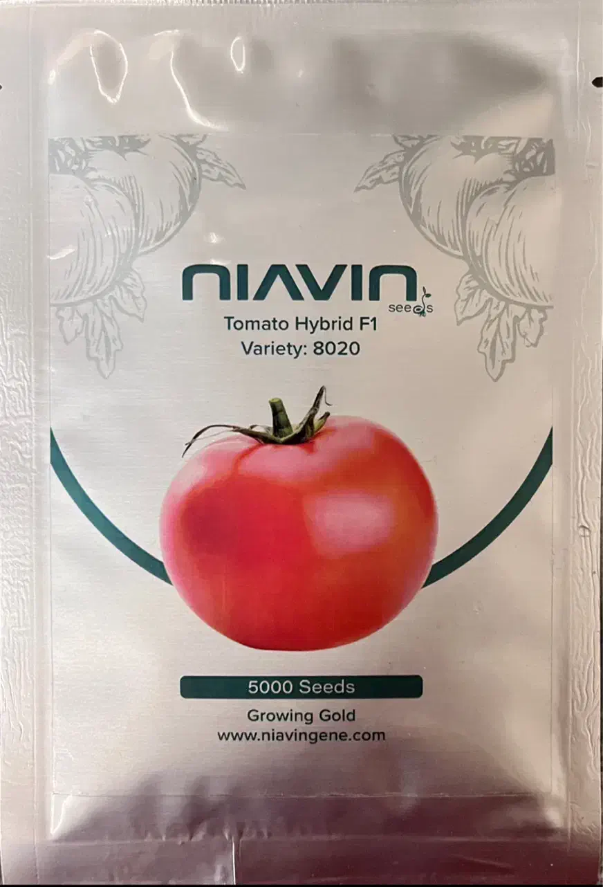 بذر f1 گوجه فرنگی رقم بازاری و صادراتی، مشابه ۸۳۲۰|خدمات باغبانی و درختکاری|کرمانشاه, |دیوار