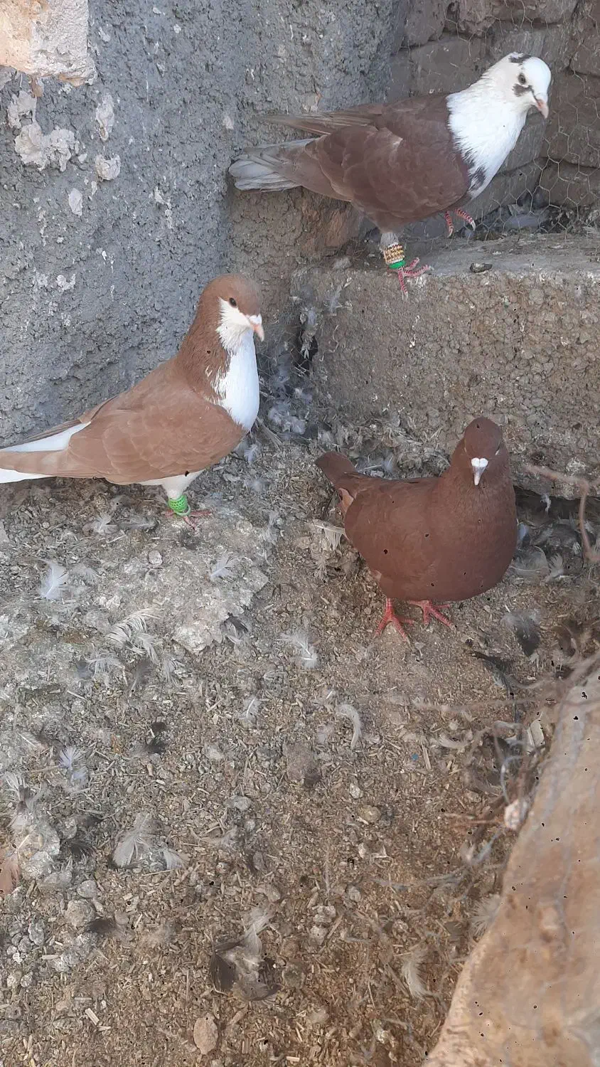 کبوتر|پرنده|سبزوار, رضوی|دیوار