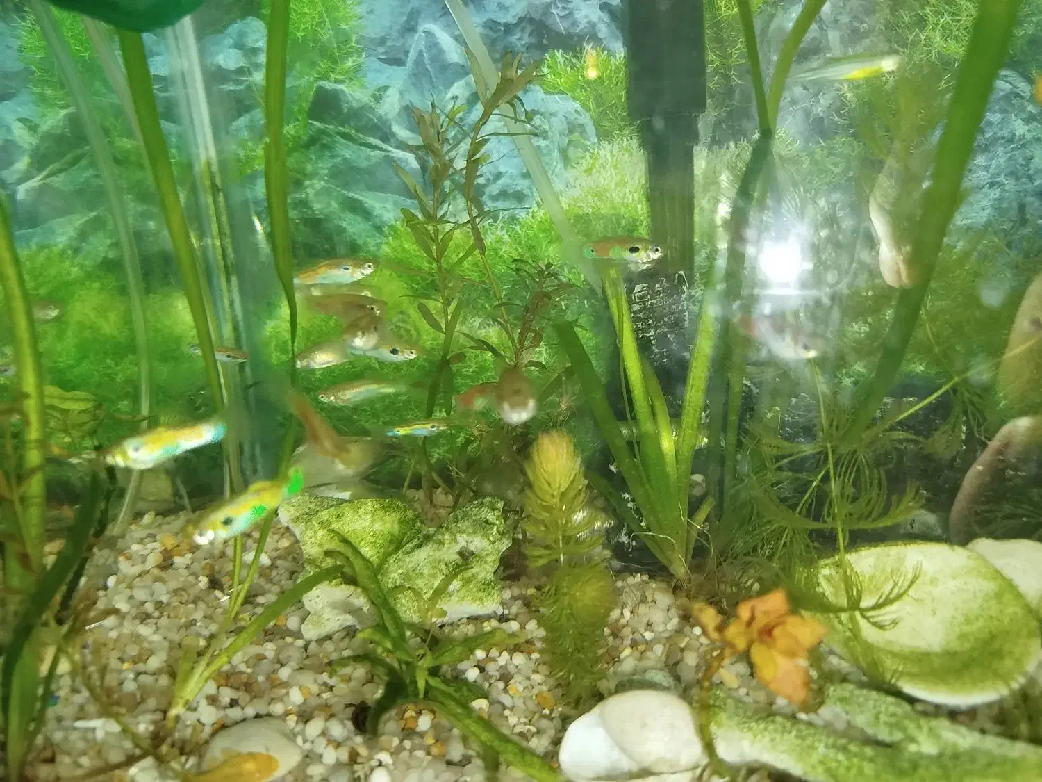 ماهی گوپی مولد|ماهی|اصفهان, ملک|دیوار