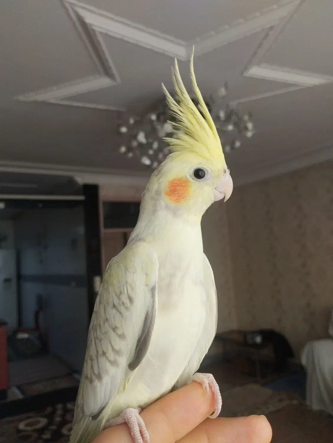 عروس هلندی 6 ماهه کاملاً دستی مناسب سخنگو شدن|پرنده|دورود, |دیوار