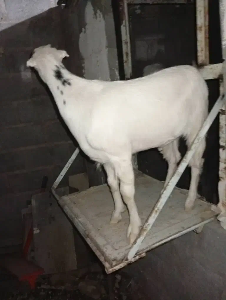 3عدد گوسفند در بستک|حیوانات مزرعه|بستک, |دیوار