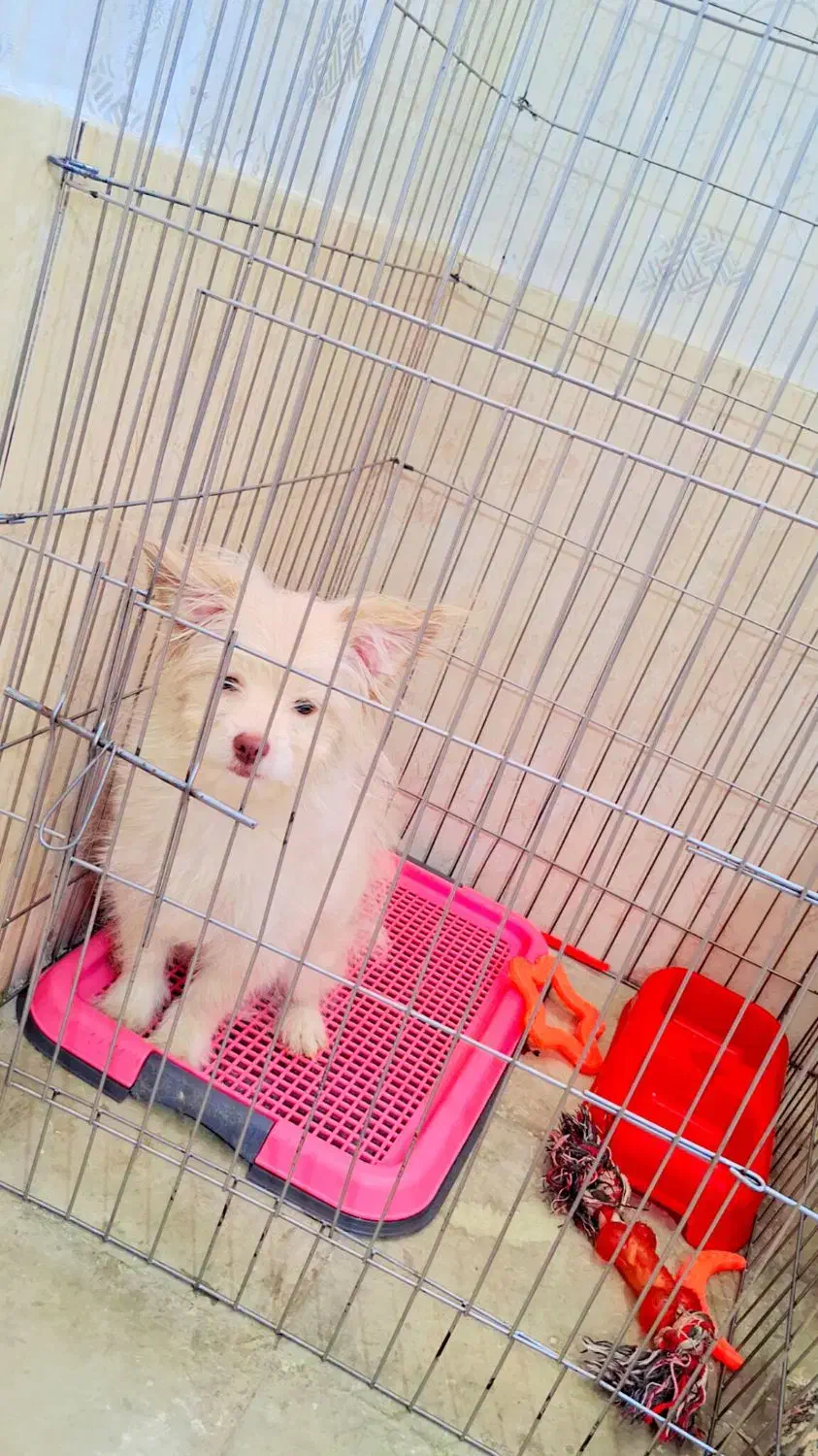 پامر روباهی خرسی|سگ|شیراز, کوشک میدان|دیوار