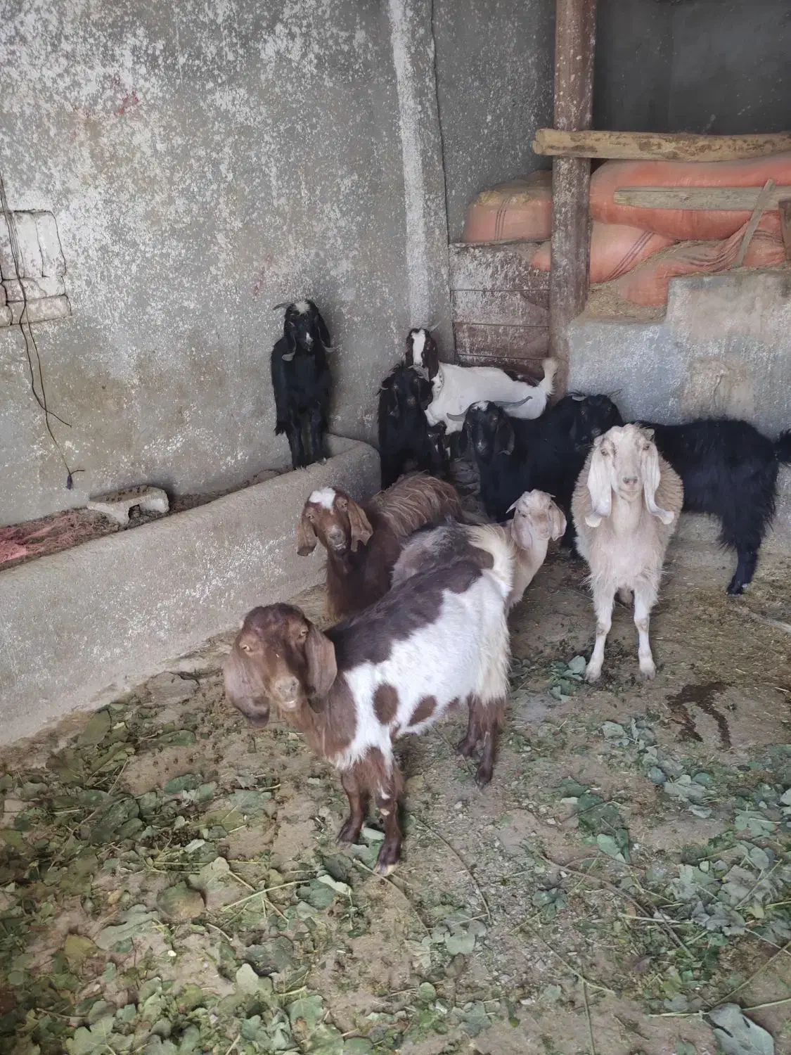 تعداد۹عدد بز سالم و سرحال|حیوانات مزرعه|تویسرکان, |دیوار