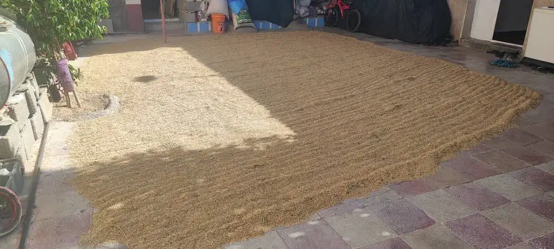 چلتیک فجر برنج|عمده‌فروشی|باشت, |دیوار