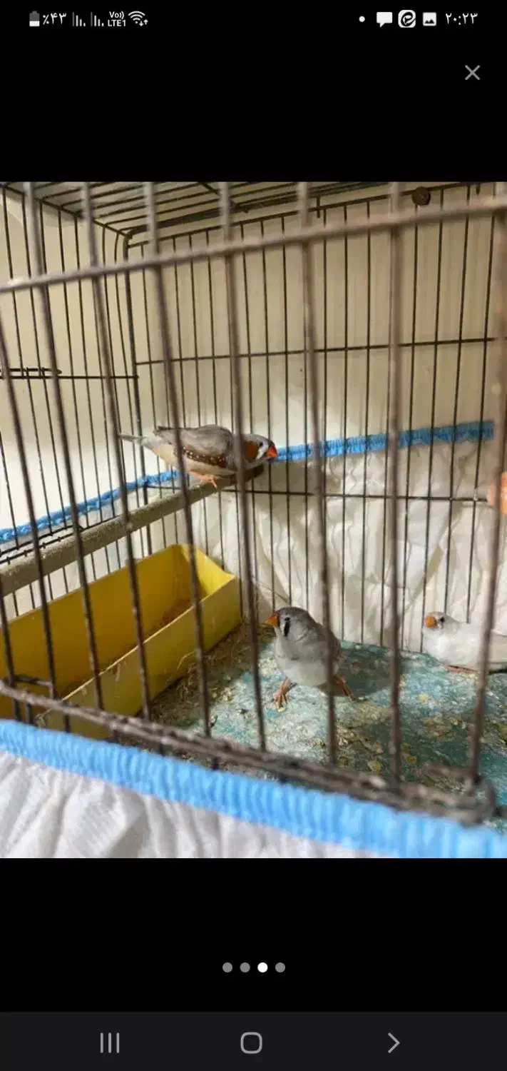 فنچ|پرنده|دهدشت, |دیوار