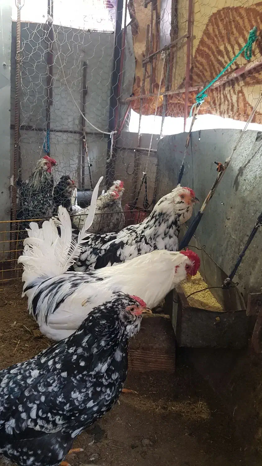 تخم مرغ گلین تازه و اصل|حیوانات مزرعه|اردبیل, |دیوار