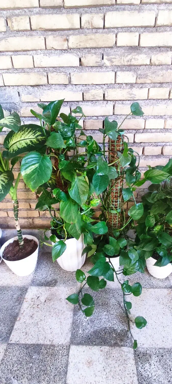 گل پتوس ، دیفن گندمی و ...|گل و گیاه طبیعی|اندیمشک, |دیوار