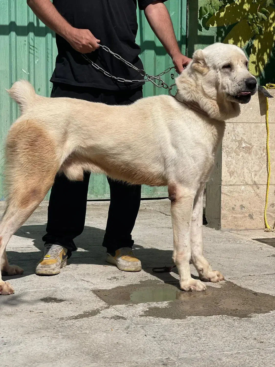 سگ قفقازی غولپیکر اصیل سگ آلابای روس|سگ|کرج, گلشهر|دیوار