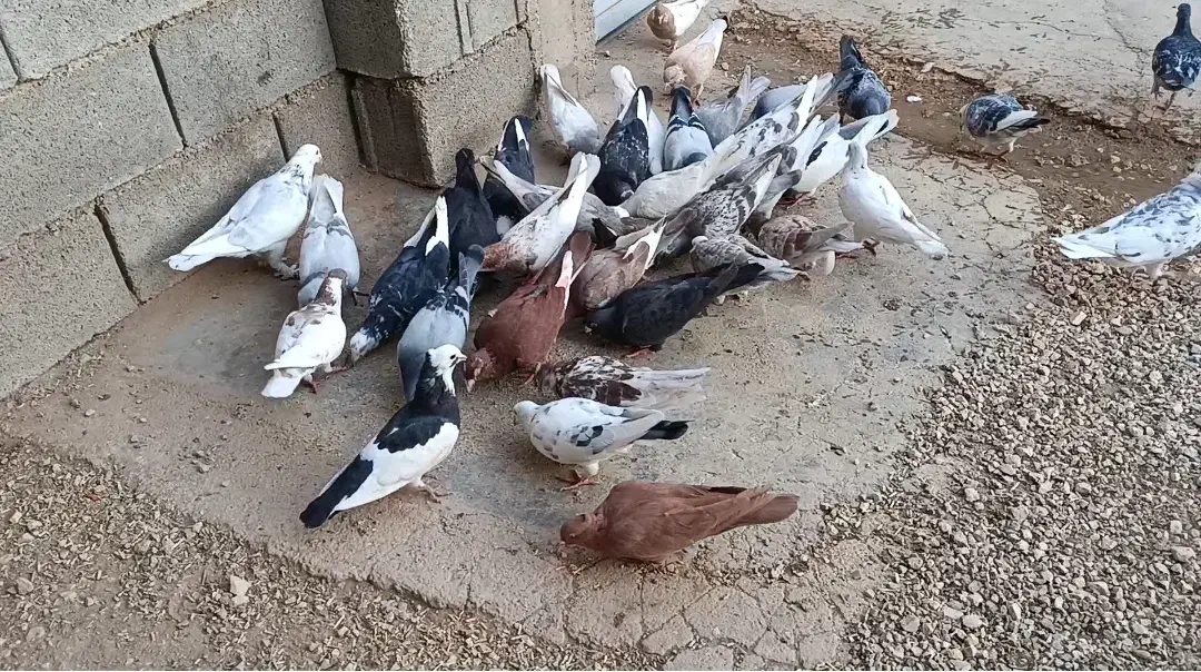 فروش دسته ای کبوتر قیمت باور نکردنی|پرنده|خرم بید, |دیوار