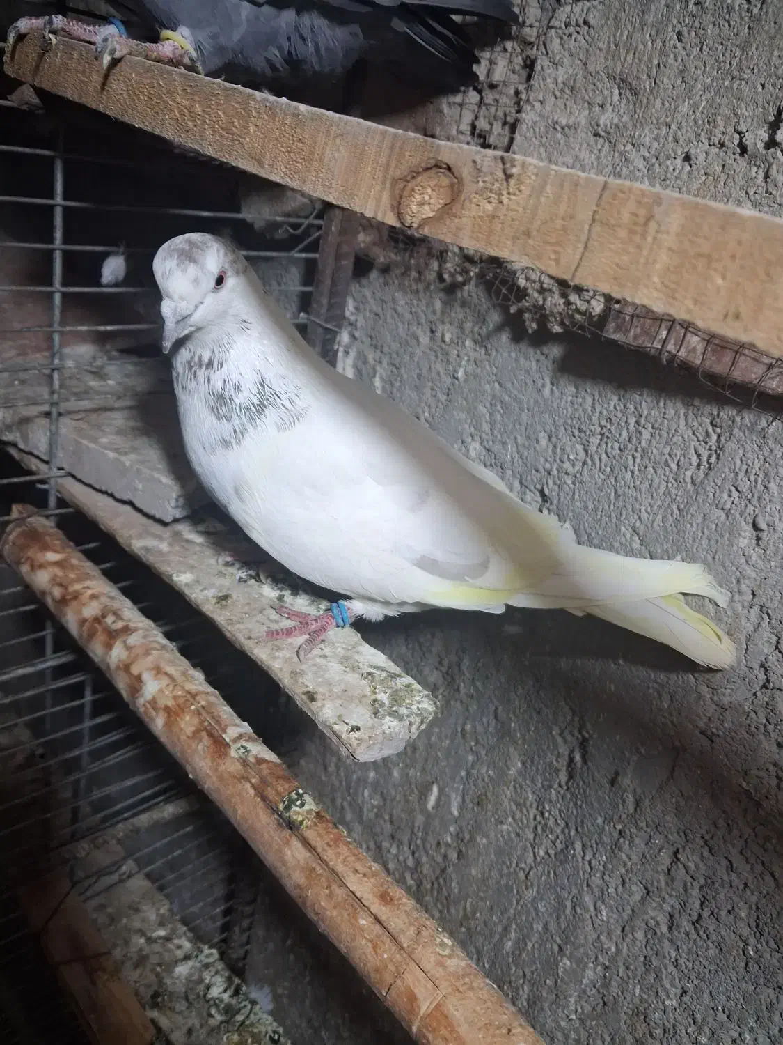 کبوتر کله خال دار|پرنده|مبارکه, |دیوار