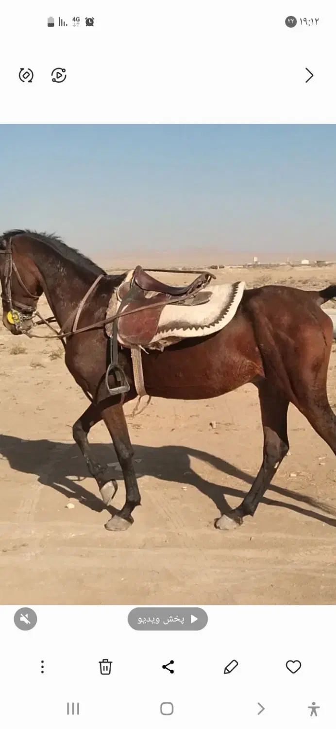 فروش اسب|اسب و تجهیزات اسبسواری|آران و بیدگل, |دیوار