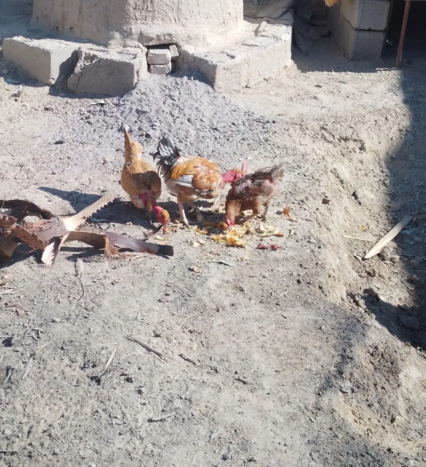 یک خروس ودوتامرغ|حیوانات مزرعه|زابل, |دیوار