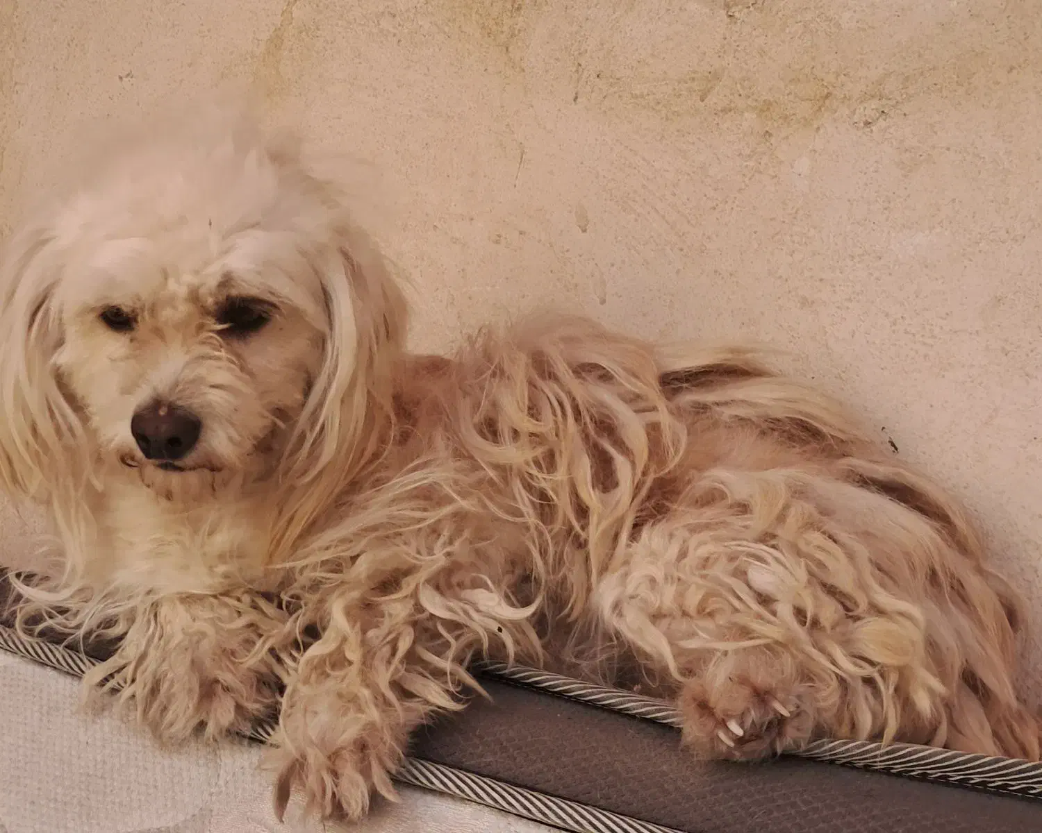 dogs|سگ|دزفول, |دیوار