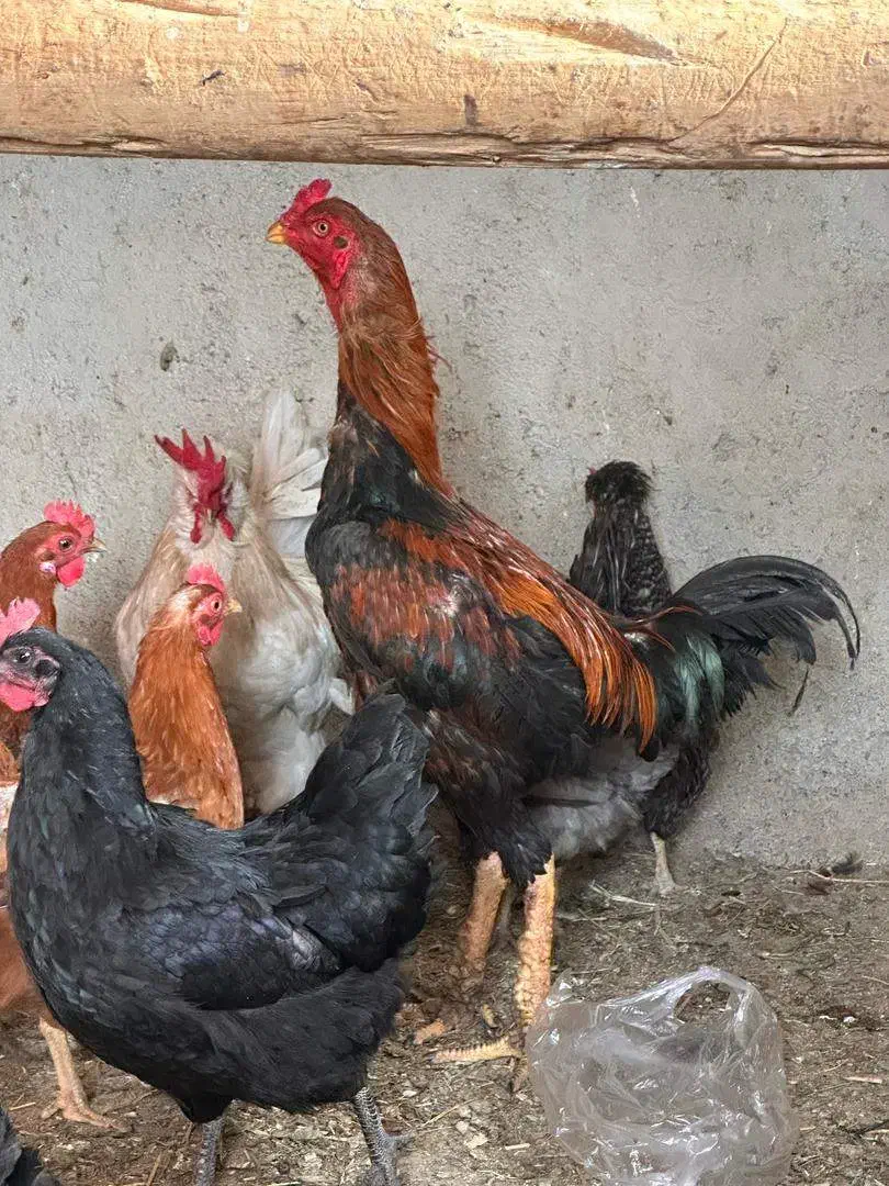 خروس لاری|حیوانات مزرعه|صوفیان, |دیوار