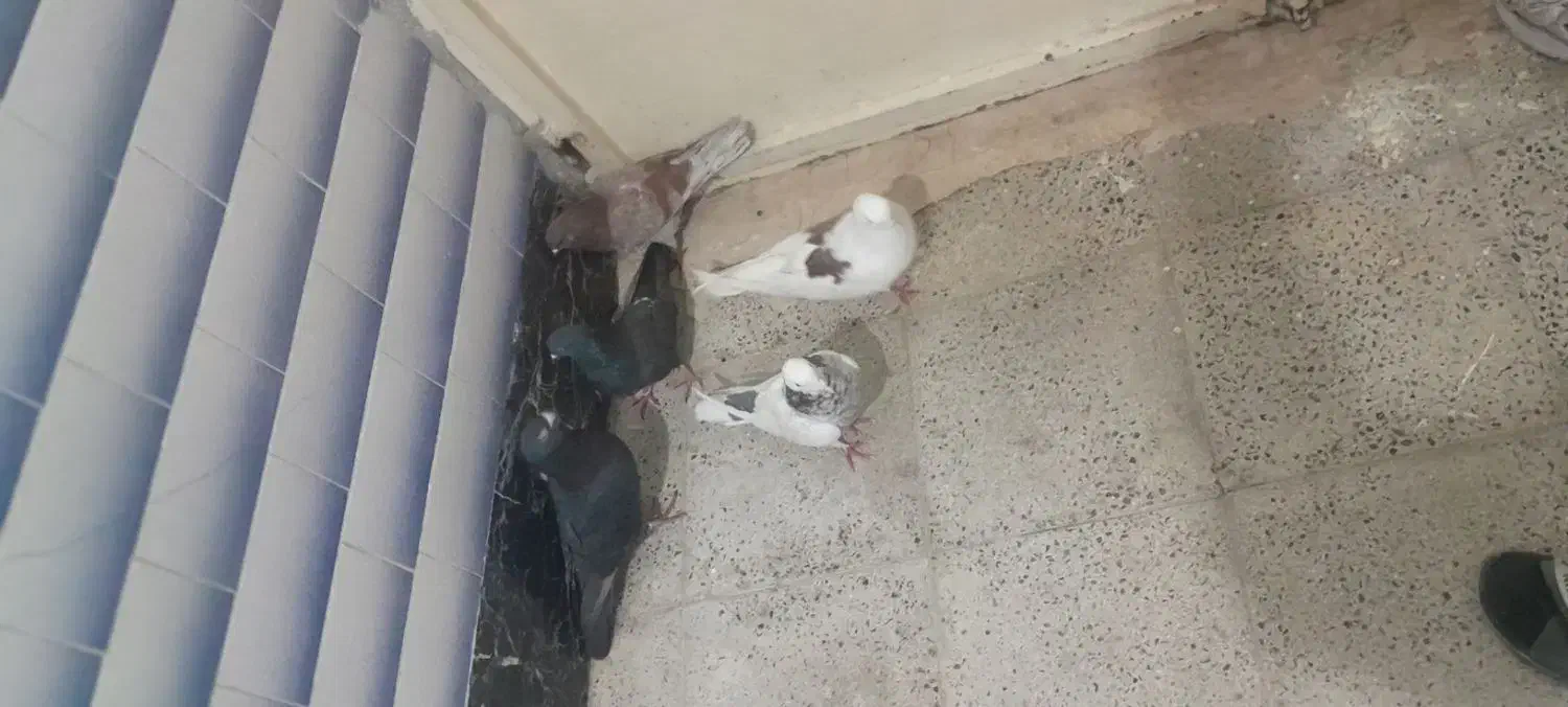 کبوتر|پرنده|شباب, |دیوار