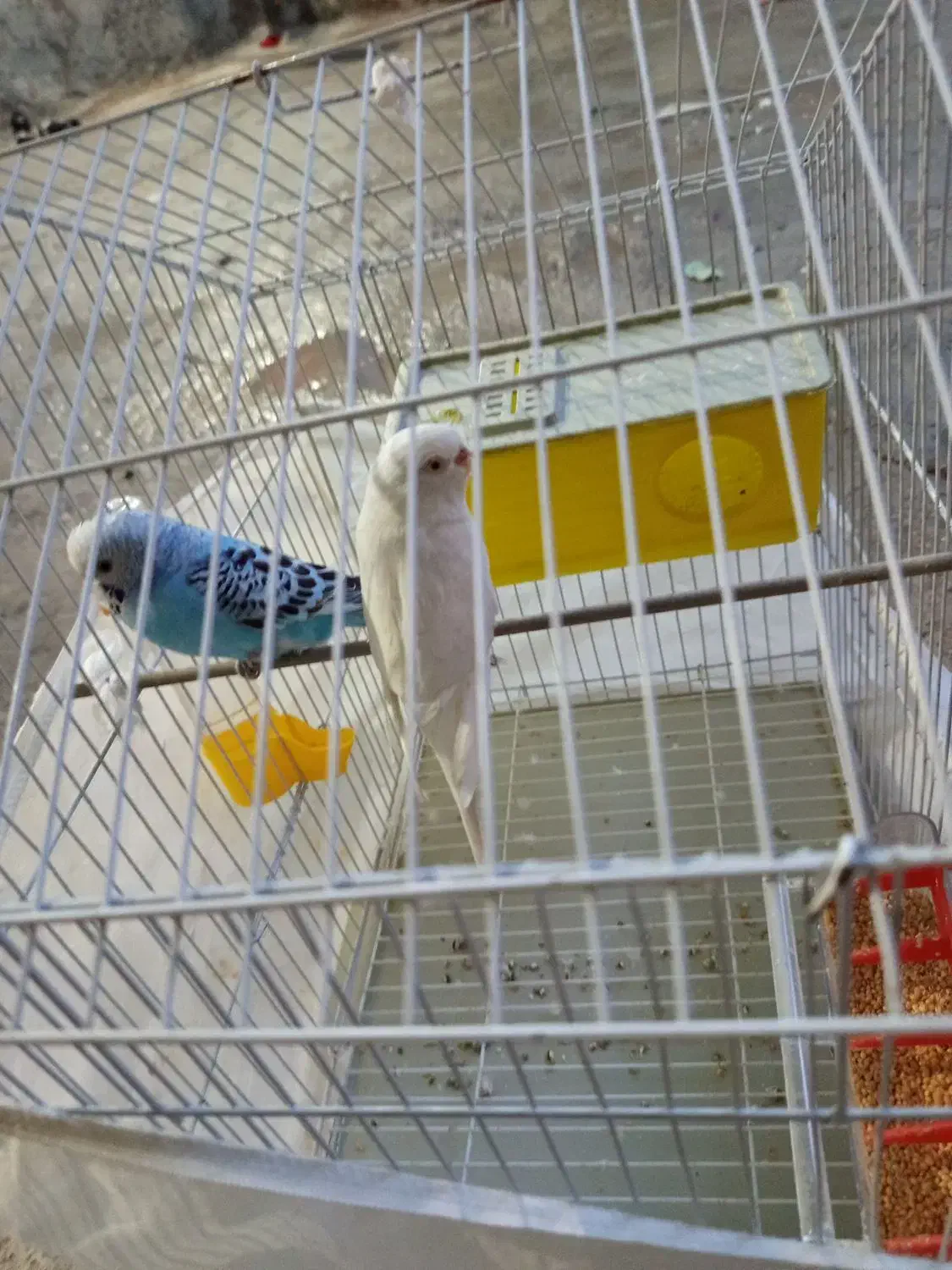 مرغ عشق|پرنده|مسجد سلیمان, |دیوار