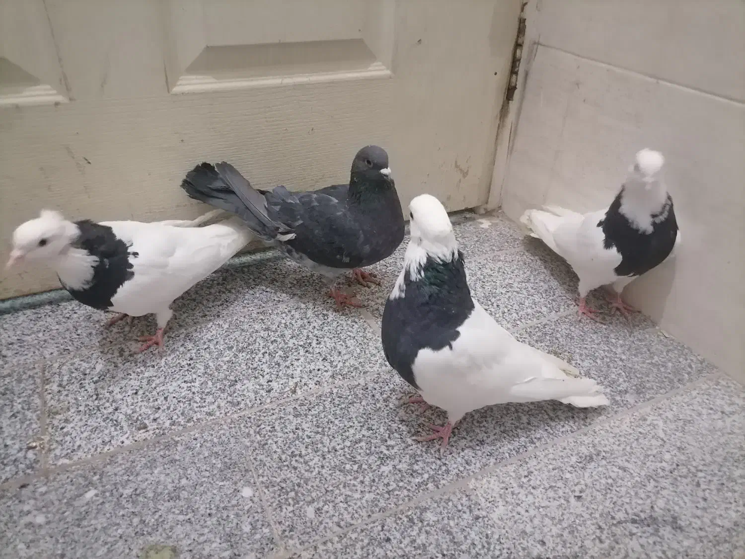 کفتر طوقی|پرنده|حمیدیا, |دیوار